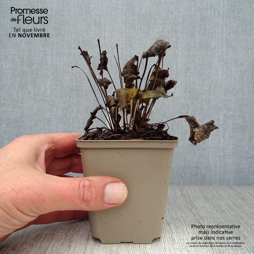 Amostra de Echinacea purpurea Pink Double Delight Vaso de 8/9 cm tal como entregue no outono