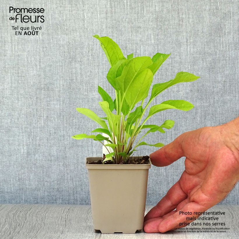 Amostra de Echinacea purpurea Pink Double Delight Vaso de 8/9 cm tal como entregue no verão