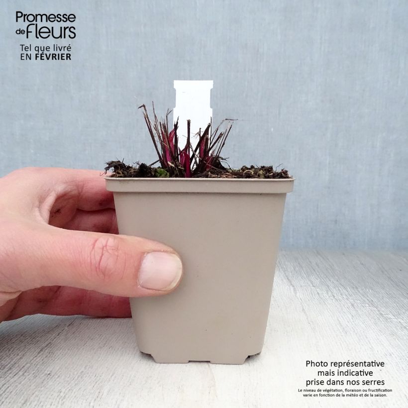 Amostra de Echinacea purpurea Pink Double Delight - Echinacée Vaso de 8/9 cm tal como entregue no inverno