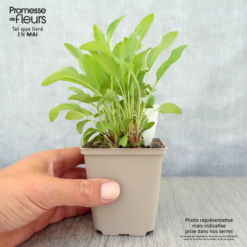 Amostra de Echinacea purpurea Pink Double Delight Vaso de 8/9 cm tal como entregue na primavera