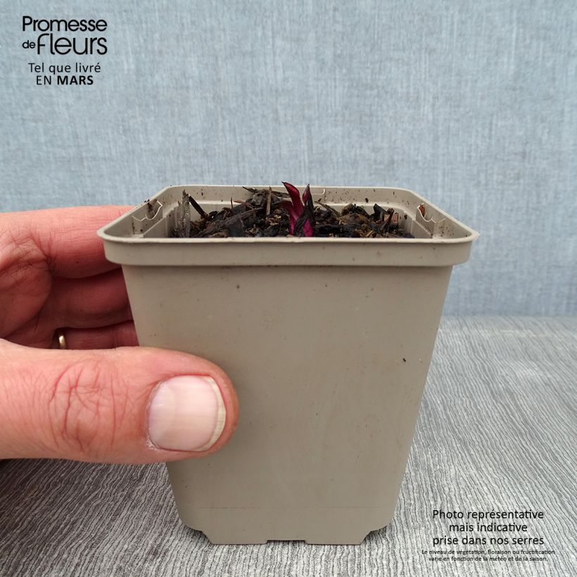 Amostra de Echinacea purpurea Razzmatazz - Echinacée Vaso de 8/9 cm tal como entregue no inverno