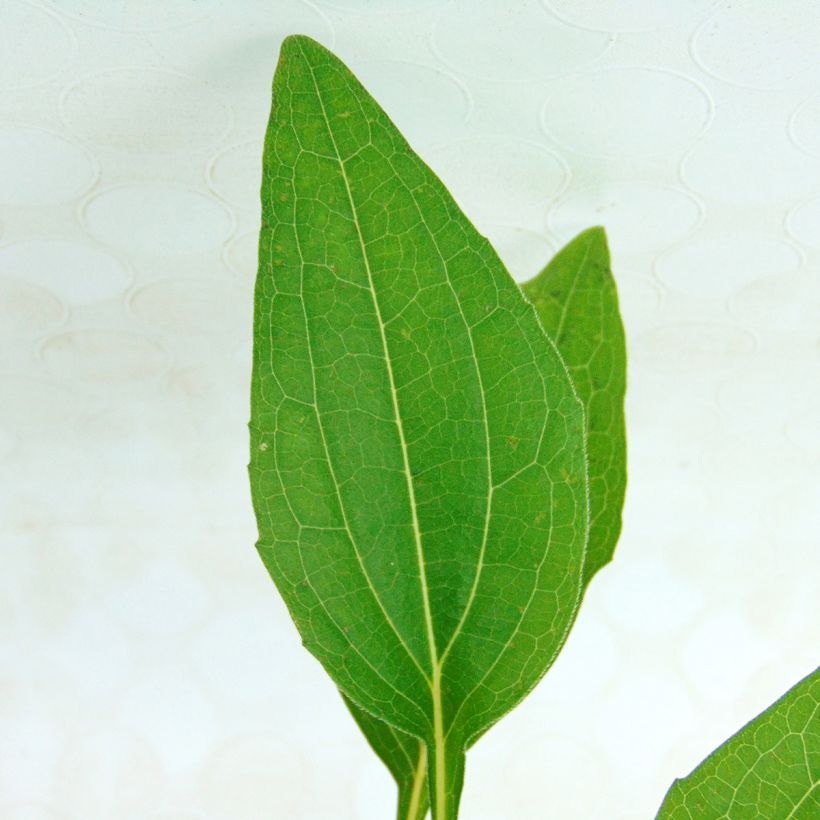 Echinacea purpurea Razzmatazz (Folhagem)