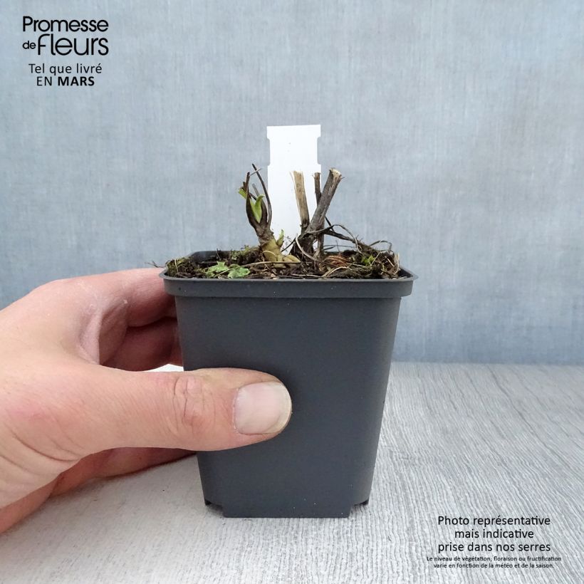 Amostra de Echinacea purpurea Razzmatazz Vaso de 8/9 cm tal como entregue na primavera