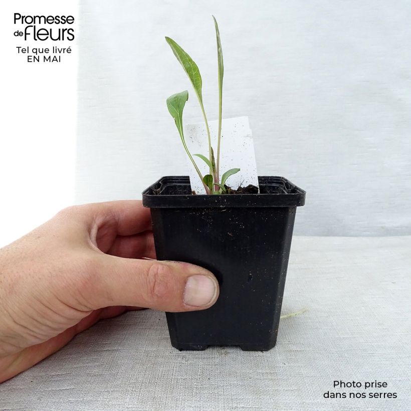 Amostra de Echinacea purpurea Vaso de 7/8 cm tal como entregue na primavera