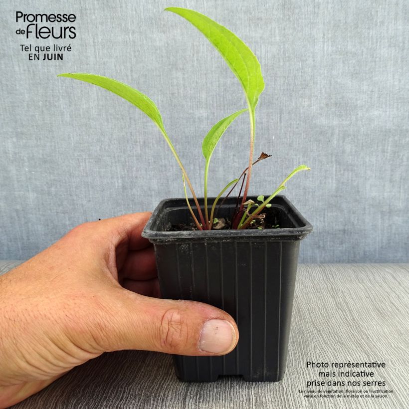 Amostra de Echinacea purpurea Vaso de 7/8 cm tal como entregue no verão
