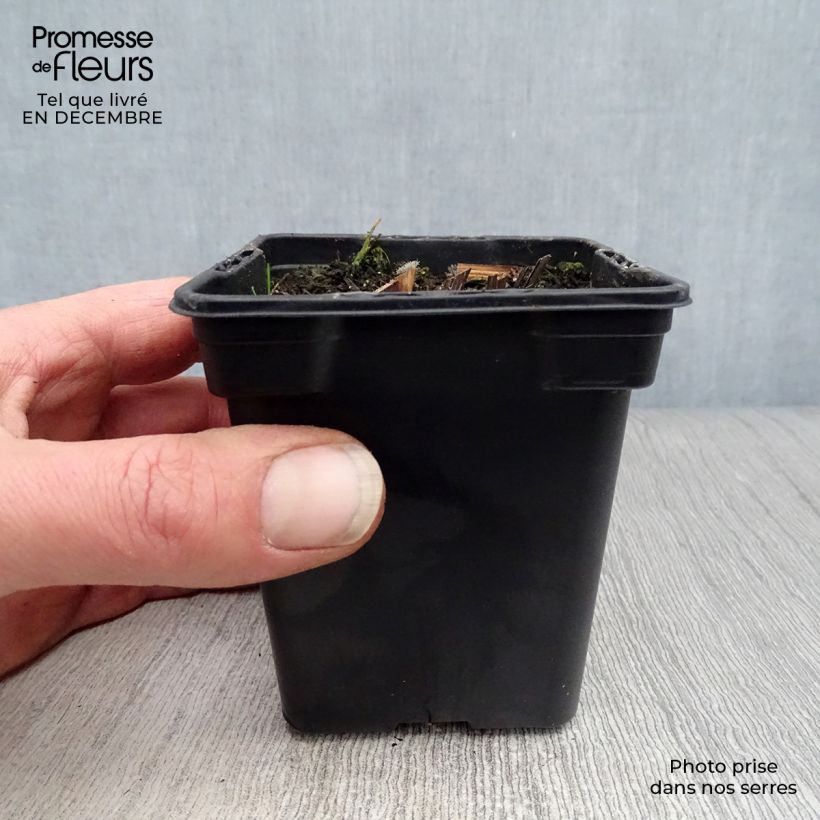 Amostra de Echinacea purpurea - Echinacée pourpre Vaso de 7/8 cm tal como entregue no inverno