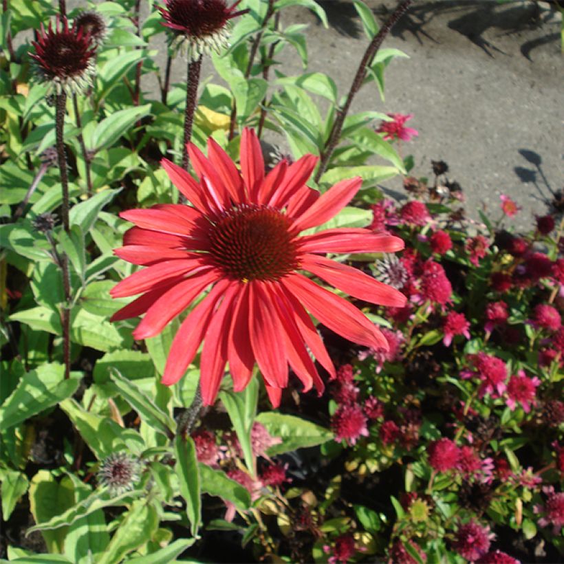 Echinacea purpurea Solar Flare (Hábito)