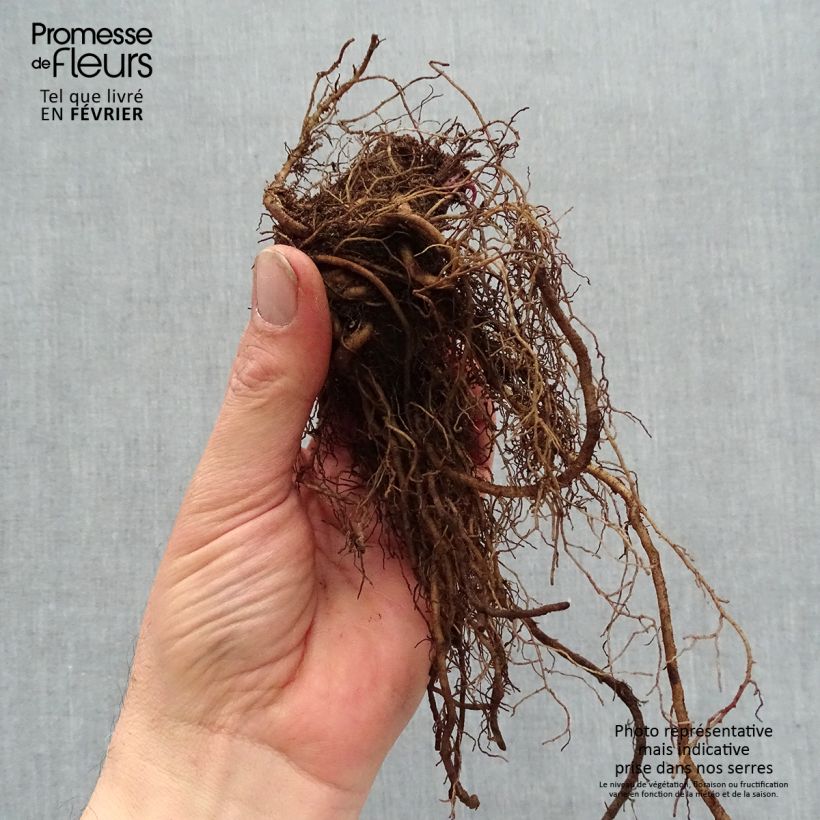 Amostra de Echinacea purpurea Strawberries and Cream Raízes nuas tal como entregue no inverno