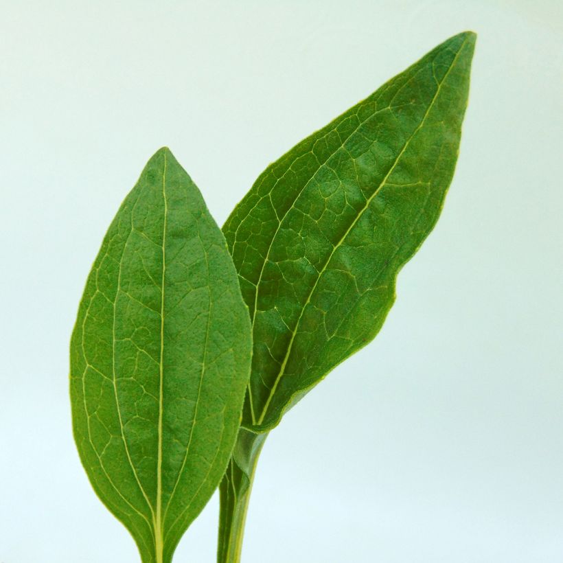 Echinacea purpurea Summer Breeze (Folhagem)