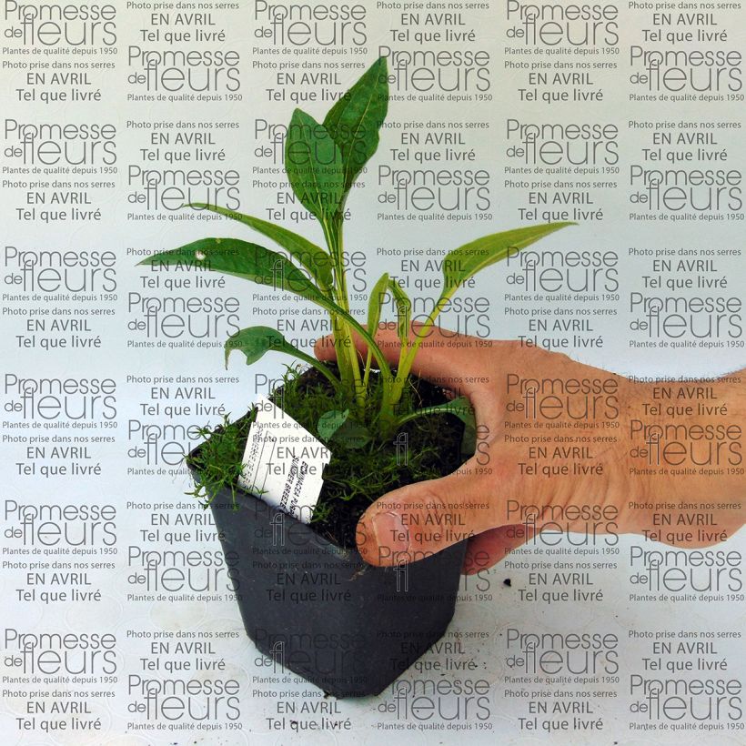 Exemplo de amostra de Echinacea purpurea Summer Breeze - Echinacée Vaso de 8/9 cm tal como entregue