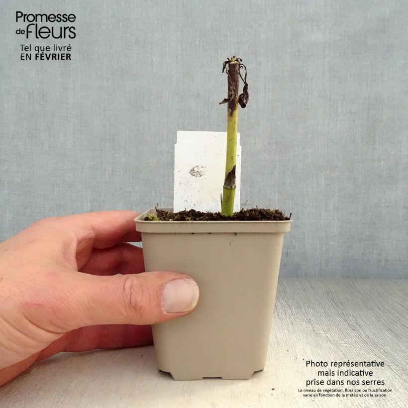 Amostra de Echinacea purpurea Summer Cocktail Vaso de 8/9 cm tal como entregue no inverno