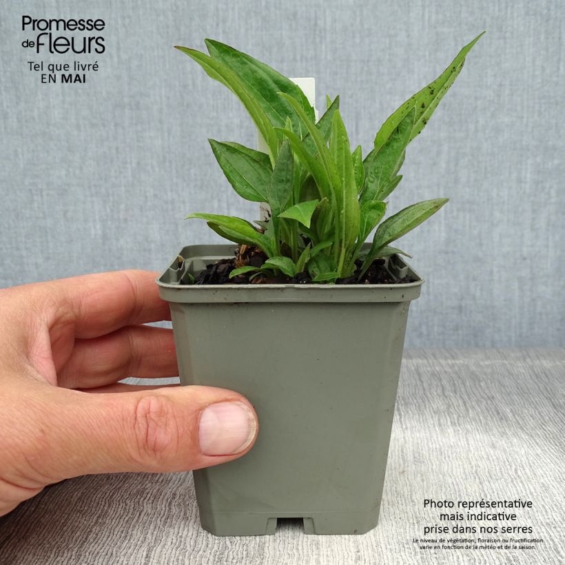 Amostra de Echinacea purpurea Summer Cocktail Vaso de 8/9 cm tal como entregue na primavera
