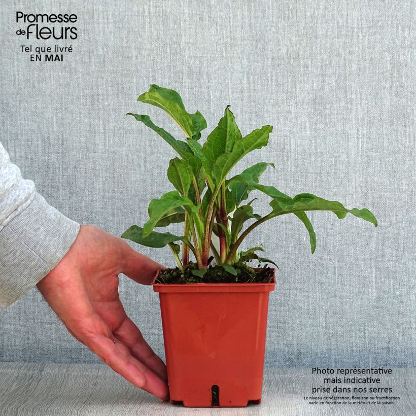 Amostra de Echinacea purpurea Summer Cocktail Vaso de 1 L/1,5 L tal como entregue na primavera