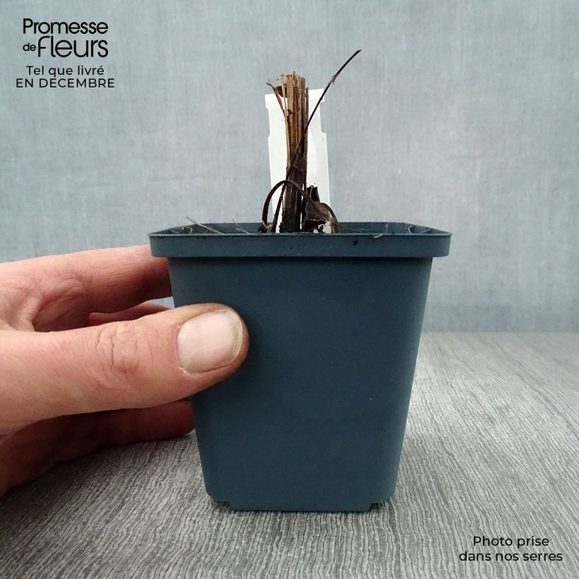 Amostra de Echinacea purpurea Sundown - Rudbeckia pourpre Vaso de 8/9 cm tal como entregue no inverno