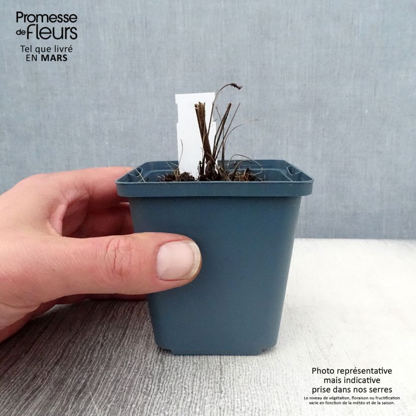 Amostra de Echinacea purpurea Sundown Vaso de 8/9 cm tal como entregue na primavera