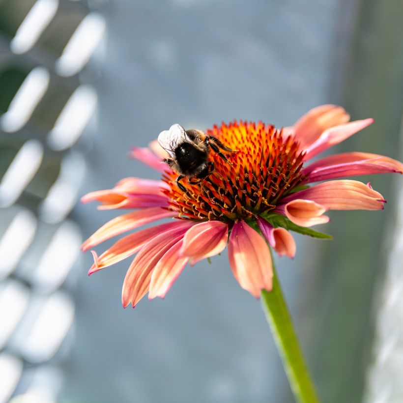 Echinacea purpurea Sundown (Floração)