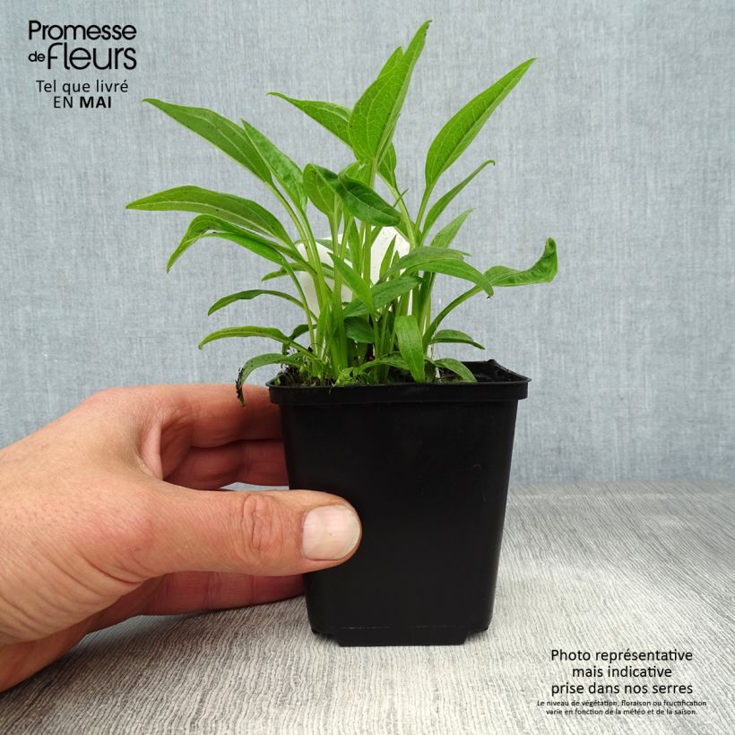 Amostra de Echinacea purpurea Sunrise Vaso de 8/9 cm tal como entregue na primavera