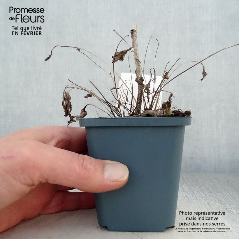 Amostra de Echinacea purpurea Sunrise - Rudbeckia pourpre Vaso de 8/9 cm tal como entregue no inverno