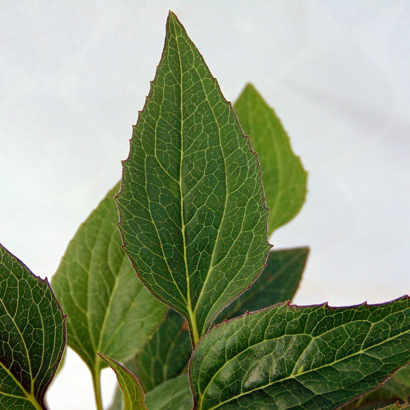 Echinacea purpurea The King (Folhagem)
