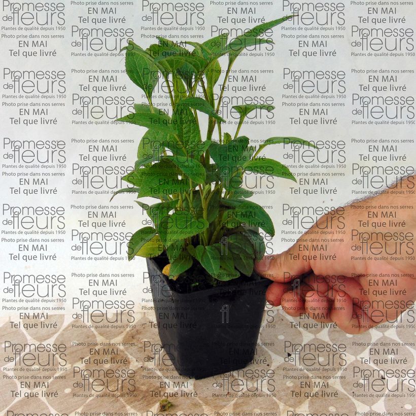 Exemplo de amostra de Echinacea purpurea The King - Echinacée Vaso de 8/9 cm tal como entregue