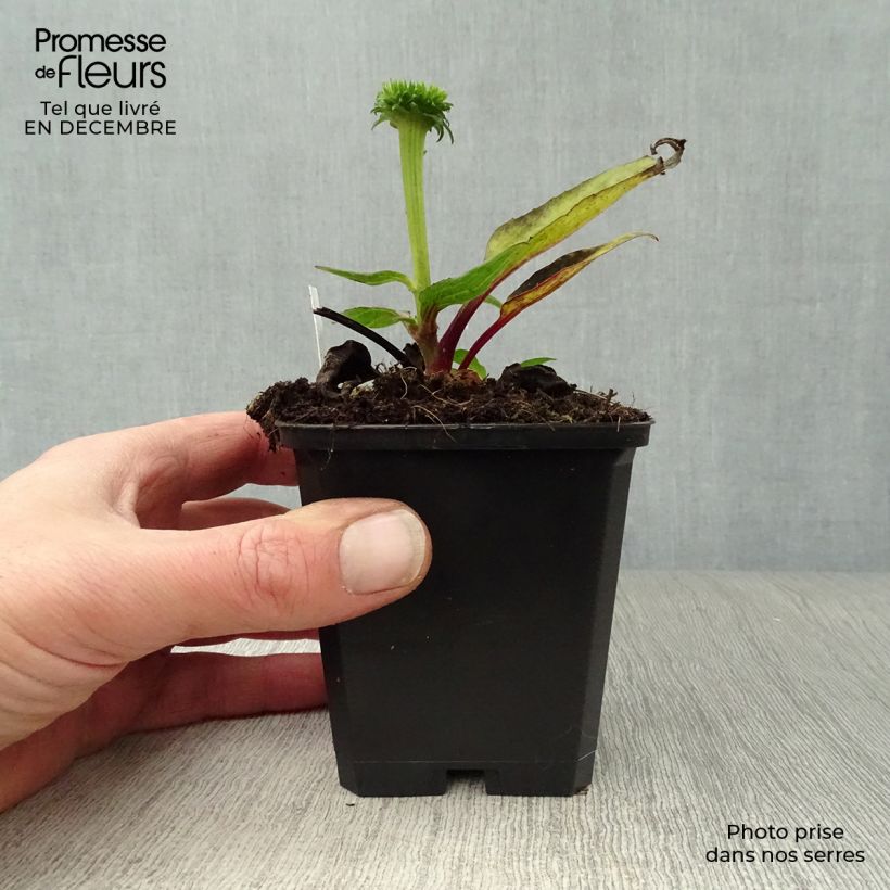 Amostra de Echinacea purpurea Vintage Wine - Echinacée Vaso de 8/9 cm tal como entregue no inverno