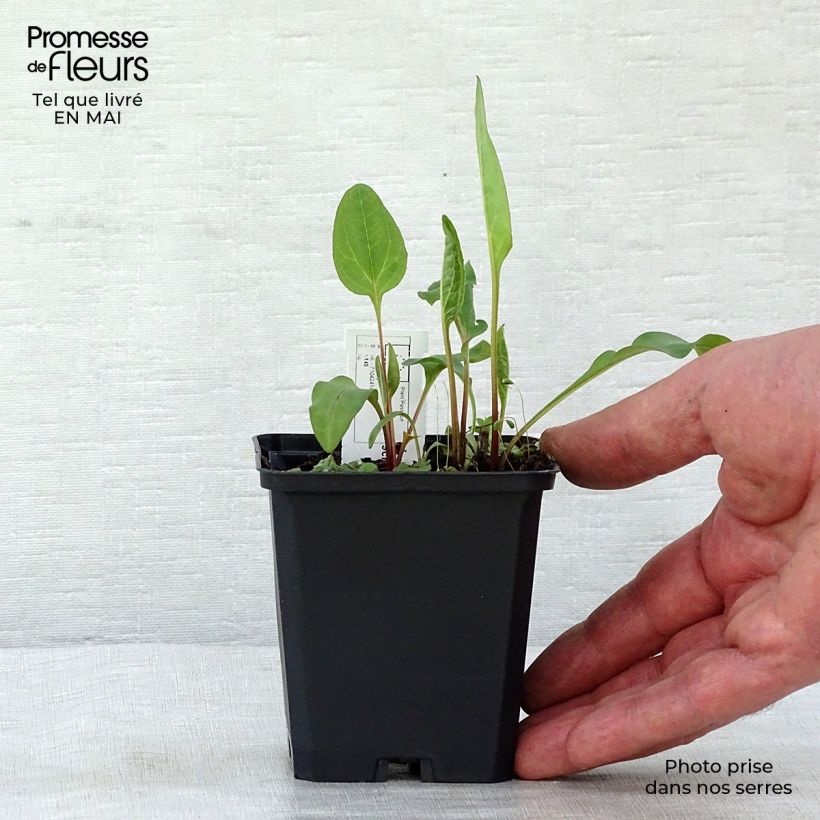 Amostra de Echinacea purpurea Vintage Wine Vaso de 8/9 cm tal como entregue na primavera