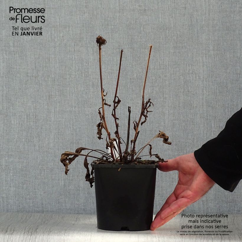 Amostra de Echinacea purpurea Virgin - Equinácea Vaso de 2 L/3 L tal como entregue no inverno