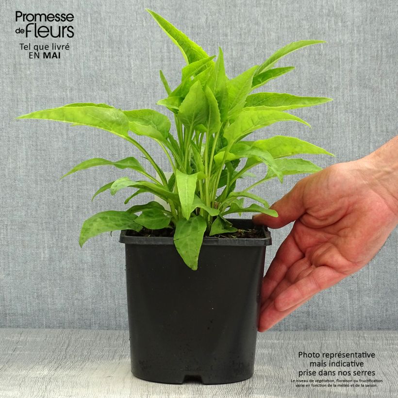 Amostra de Echinacea purpurea Virgin Vaso de 2 L/3 L tal como entregue na primavera