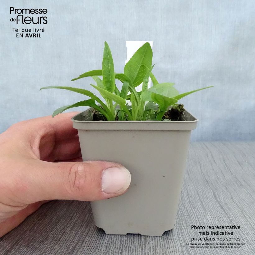 Amostra de Echinacea purpurea Virgin Vaso de 8/9 cm tal como entregue na primavera