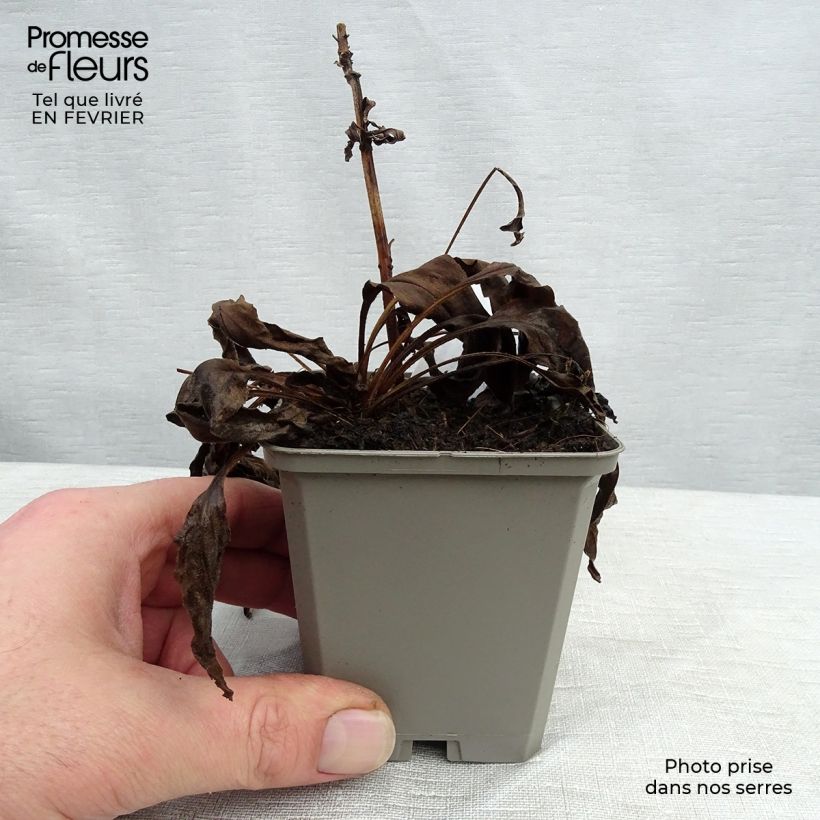 Amostra de Echinacea purpurea White Meditation Vaso de 8/9 cm tal como entregue no inverno