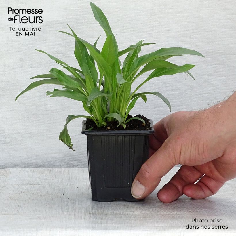 Amostra de Echinacea purpurea White Meditation Vaso de 8/9 cm tal como entregue na primavera