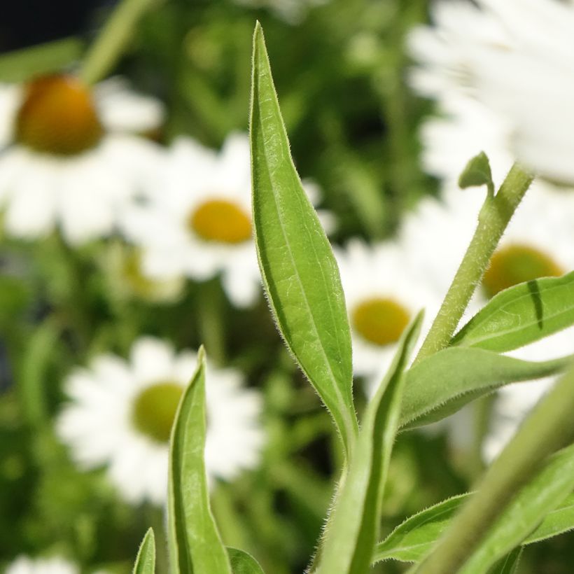 Echinacea purpurea White Meditation (Folhagem)