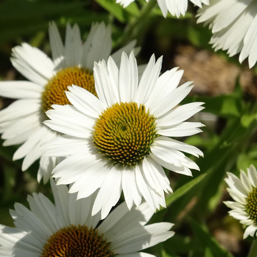 Echinacea purpurea White Meditation (Floração)
