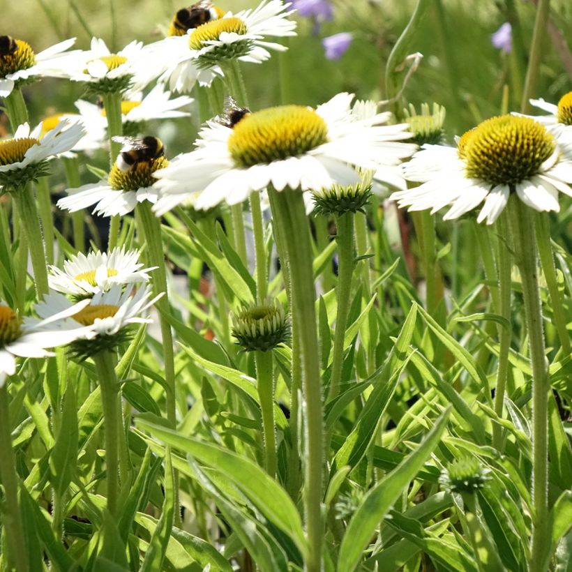 Echinacea purpurea White Meditation (Hábito)