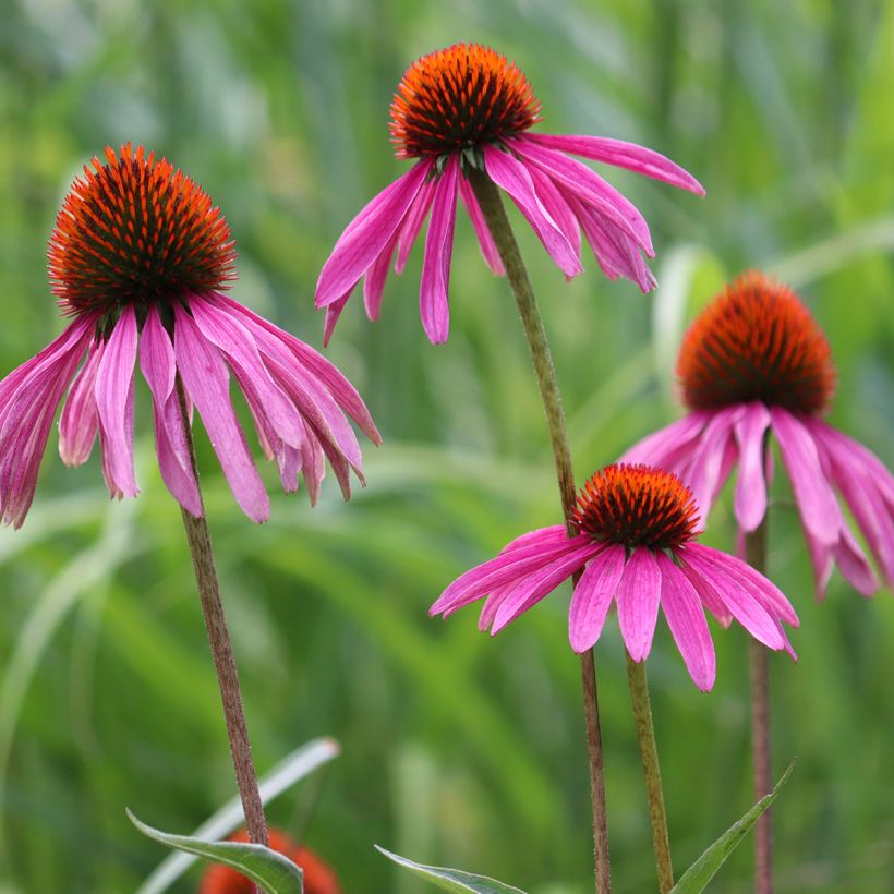Echinacea purpurea biológico em sementes - Equinácea (Floração)