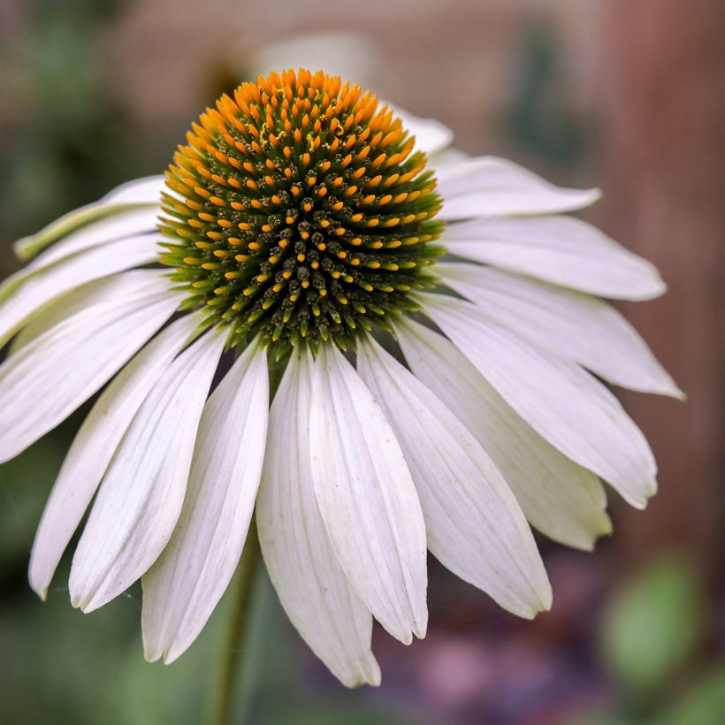 Echinacea purpurea White Swan biológico em sementes - Equinácea (Floração)