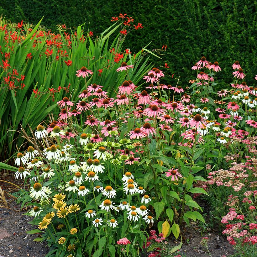 Echinacea purpurea White Swan biológico em sementes - Equinácea (Hábito)