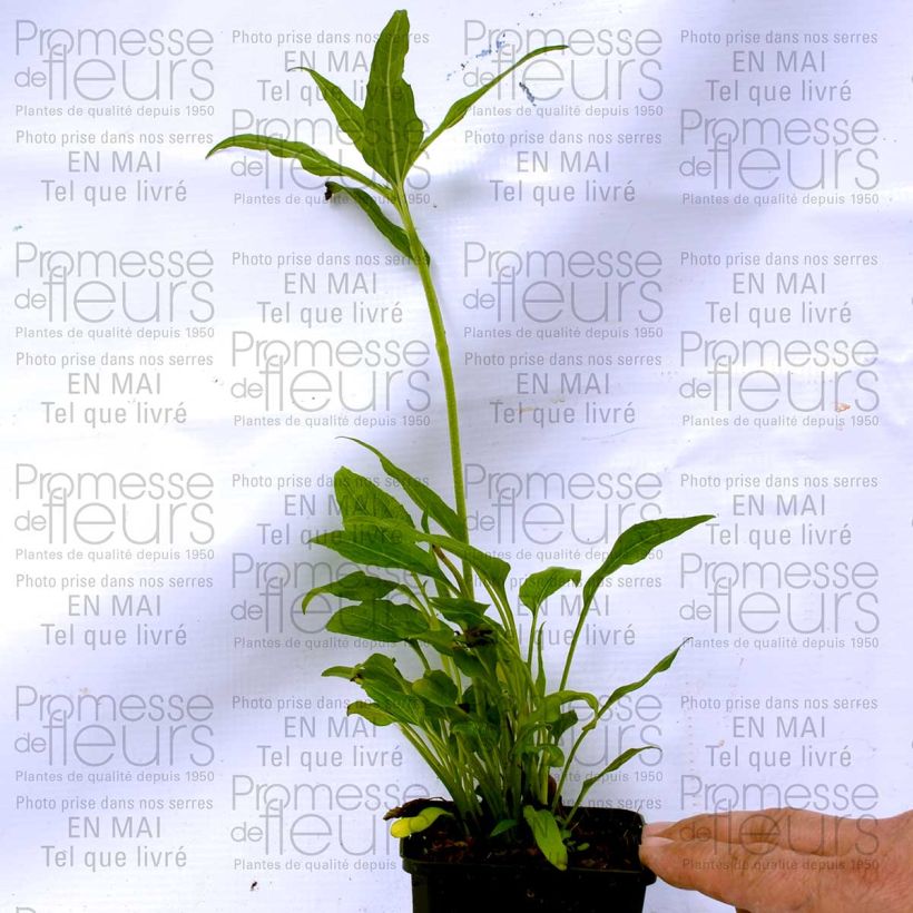 Exemplo de amostra de Echinacea Coconut Lime - Echinacée Vaso de 8/9 cm tal como entregue