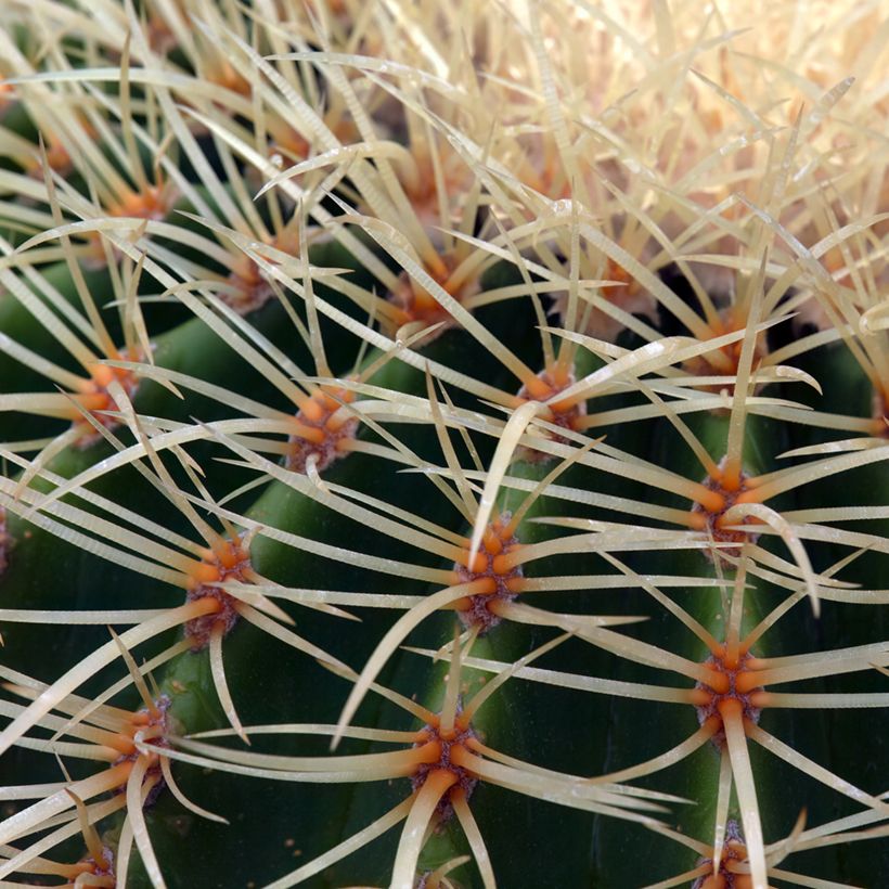 Echinocactus grusonii (Folhagem)
