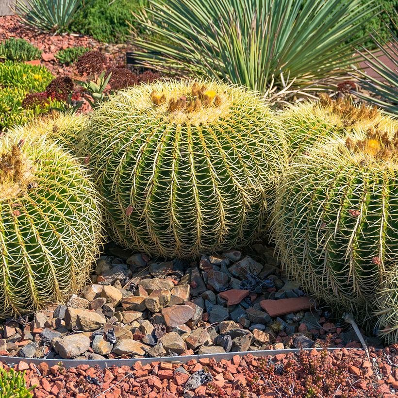 Echinocactus grusonii (Hábito)