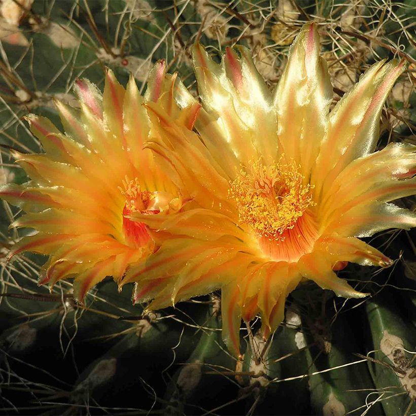 Echinocactus grusonii var. albispinus (Floração)