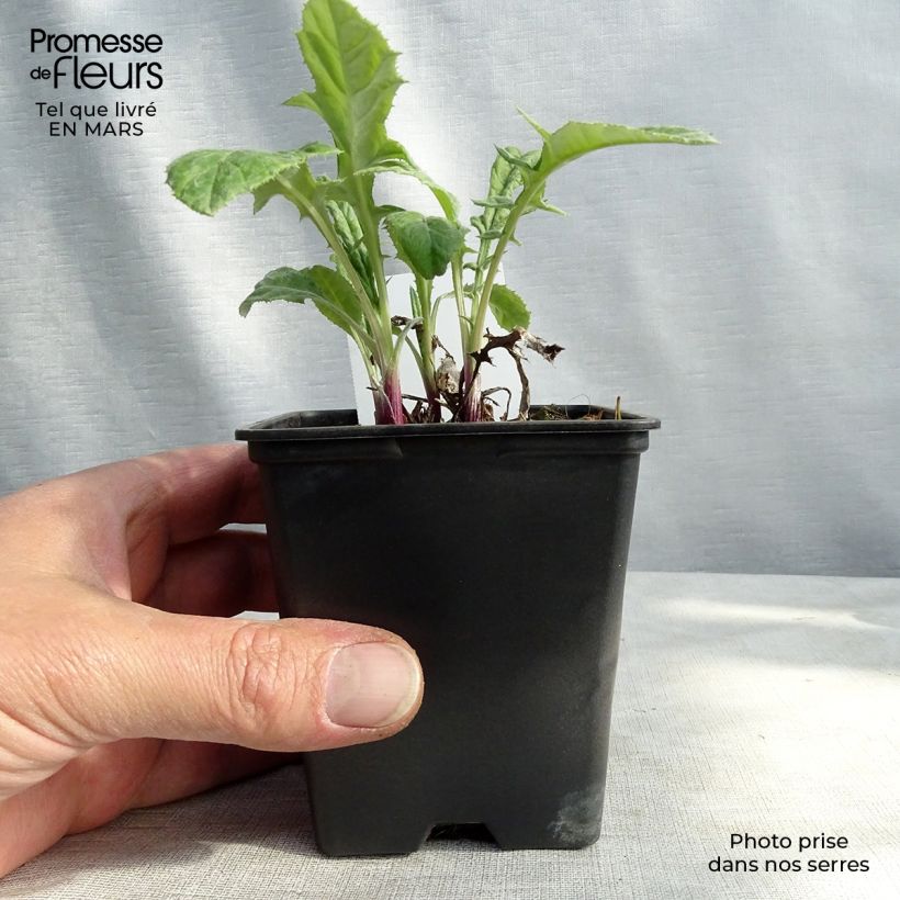 Amostra de Cardo-azul Blue Globe - Echinops bannaticus Vaso de 8/9 cm tal como entregue na primavera