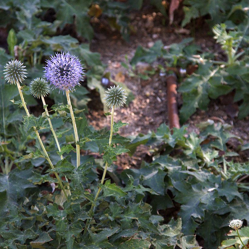 Cardo-azul Blue Glow - Echinops bannaticus (Hábito)