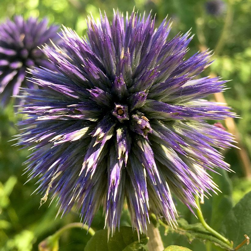 Cardo-azul Blue Glow - Echinops bannaticus (Floração)