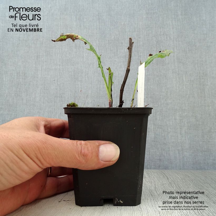 Amostra de Cardo-azul Taplow Blue - Echinops bannaticus Vaso de 8/9 cm tal como entregue no outono