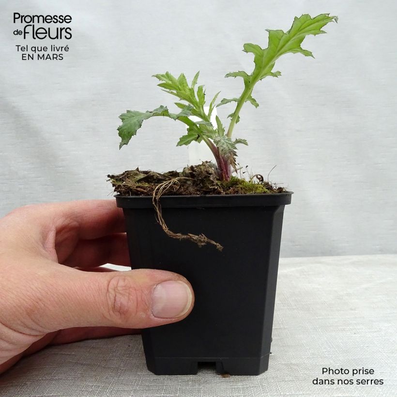 Amostra de Cardo-azul Taplow Blue - Echinops bannaticus Vaso de 8/9 cm tal como entregue na primavera