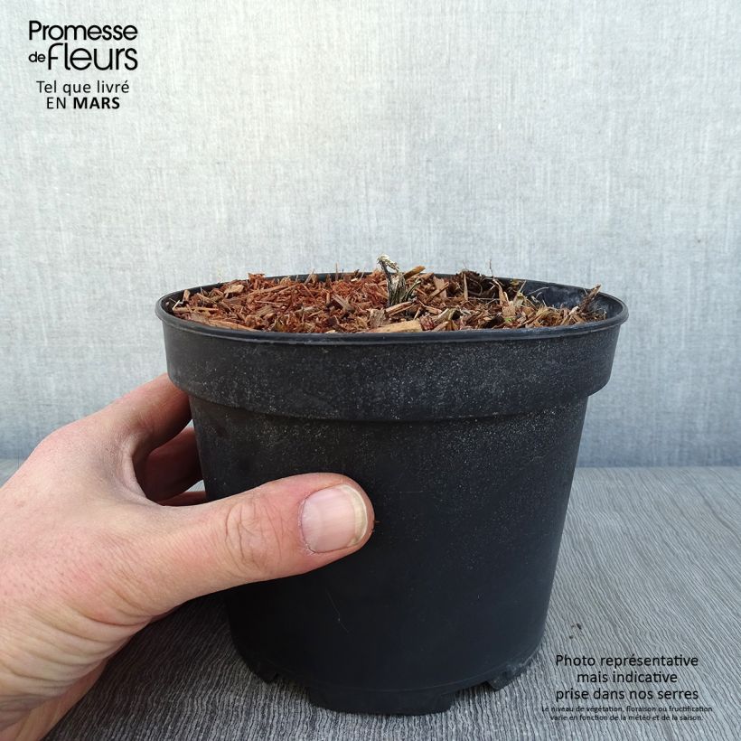 Amostra de Echinops bannaticus Taplow Blue - Chardon boule Vaso de 2 L/3 L tal como entregue no inverno