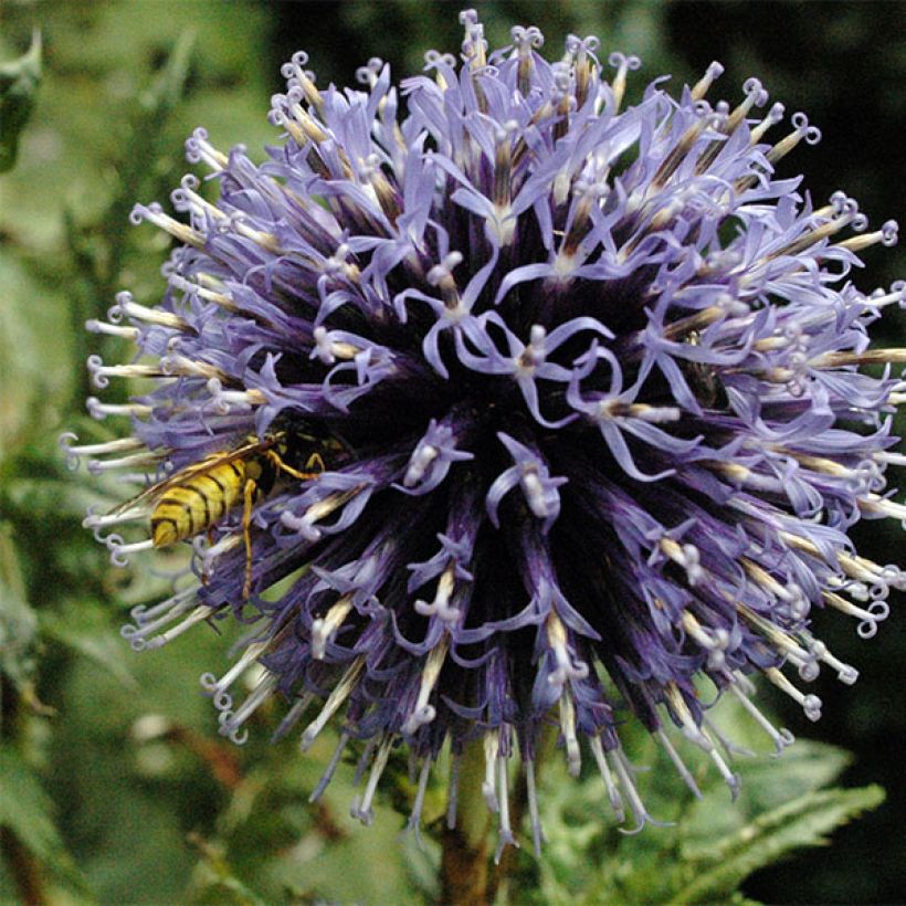 Cardo-azul Blue Globe - Echinops bannaticus (Floração)