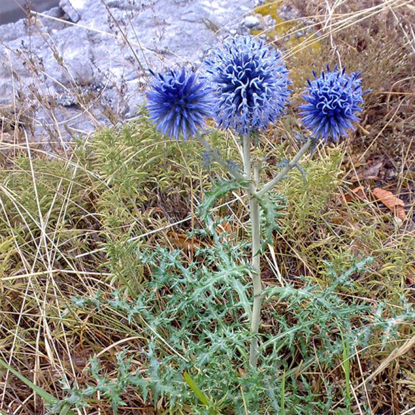 Cardo-azul Blue Globe - Echinops bannaticus (Hábito)
