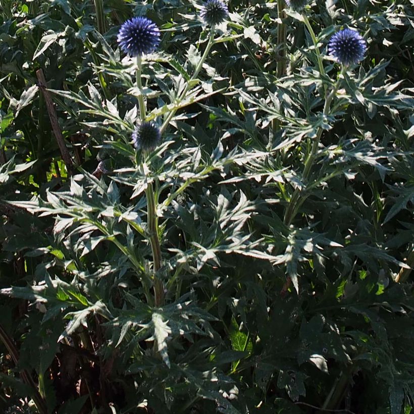 Echinops ritro Veitch's Blue (Folhagem)
